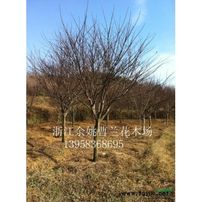余姚市曹兰花木场供应4一12公分红枫