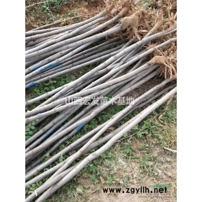 1年连翘苗~50公分连翘苗产地~连翘苗农户直销