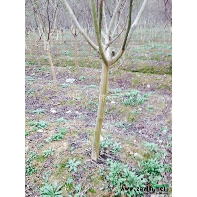 高杆精品大叶女贞