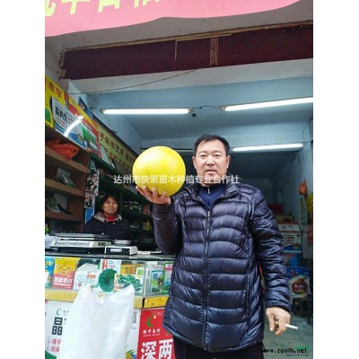达州三红蜜柚苗 四川三红蜜柚苗 四川三红蜜柚苗价格