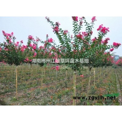 湖南香樟树/8-10公分原生香樟