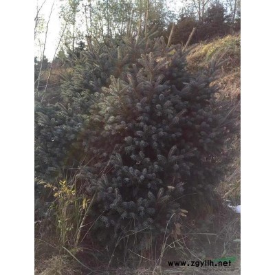 甘肃地区4万棵云杉大量处理1.6米到2.3米的