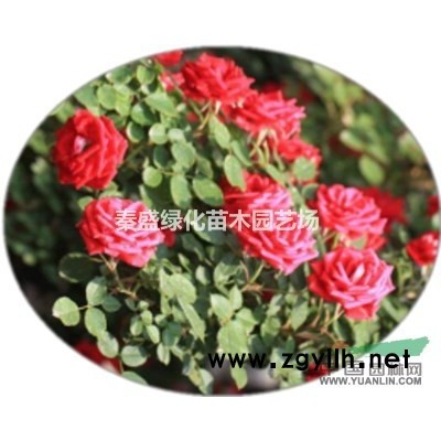 紫丁香三个分支