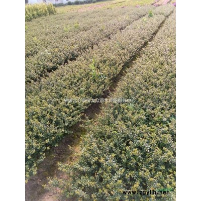 宁波地区供应龟甲冬青球