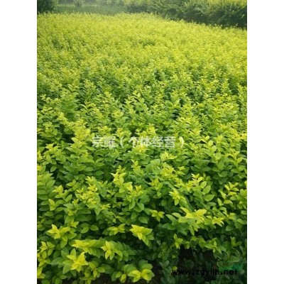 红叶小檗小苗金叶女贞床苗迎春小苗工程绿化色块苗