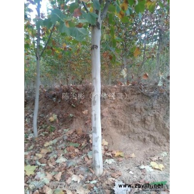 大量处理三角枫1--3公分，法桐6-12公分，价格优惠