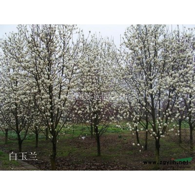 樱花 速生樱花 精品樱花