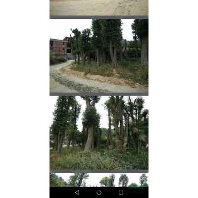 400株胸直径25-65公分大小叶樟