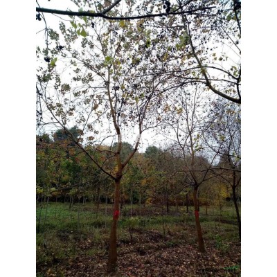 江苏小雪松信息