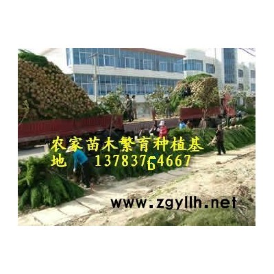 云南花木价格，云南苗木价格，云南新园林绿化造价资料