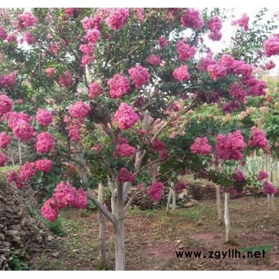 品种紫薇紫薇基地优良紫薇品种美国*紫薇