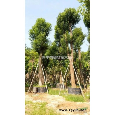 广东普宁盛华香樟基地20公分移植香樟大量供应