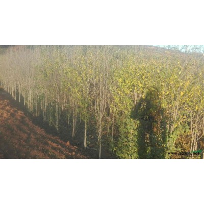 道路绿化苗木大叶黄杨球，红花木槿急售