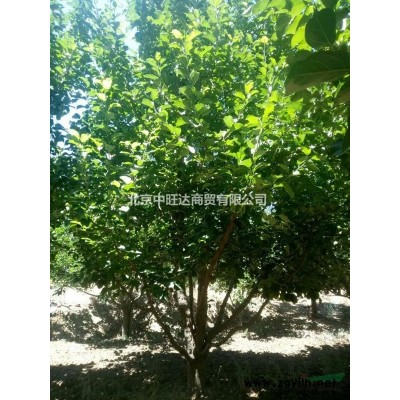 八棱海棠-张怀地区，