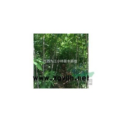 供应3公分的无患子