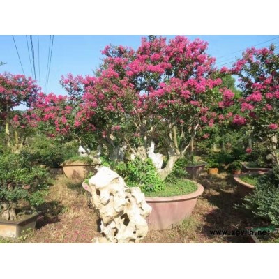 大型对节白蜡、紫薇树、紫薇桩、金弹子树桩、刺冬青、