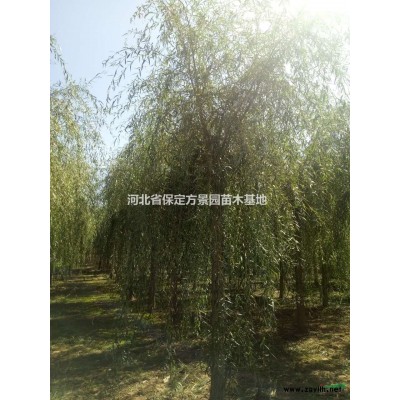 河北保定批发金叶榆价格优美