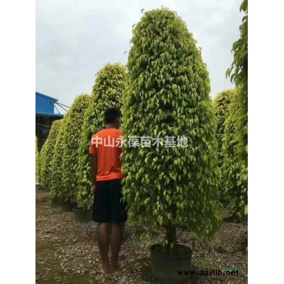 菩提榕8分和10分 120 菩提榕 10分和12分 140