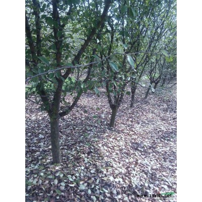 出售木瓜树