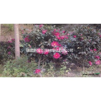 花石榴    月季石榴供应6-8公分