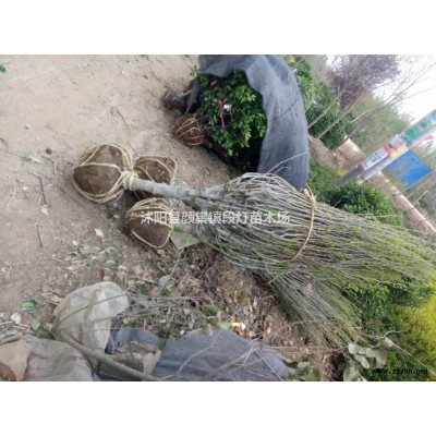 金边黄杨 金边冬青 金边黄杨价格