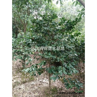 出售桂花茶花茶梅