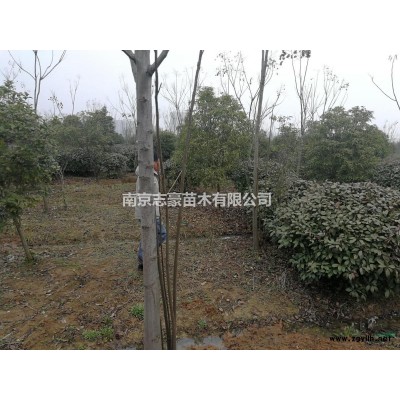 处理红叶石楠球冠幅150