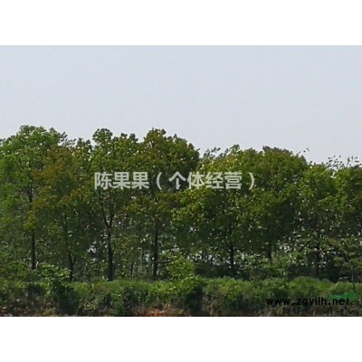 4-7cm大量栾树、红叶李、红叶石楠、合欢等，有需要速联系