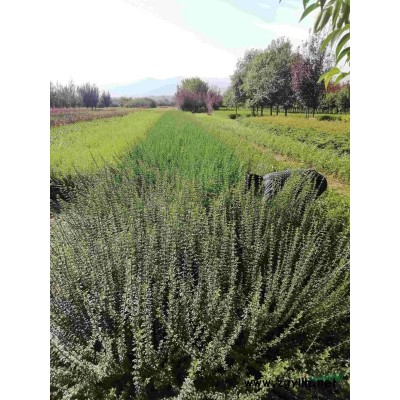 营养杯东北连翘