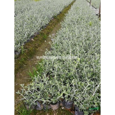 红花继木毛球和球特卖