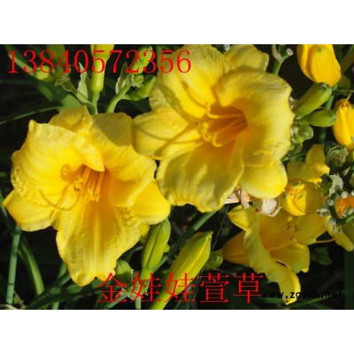 美国竹柳苗*新价格/美国竹柳苗报价