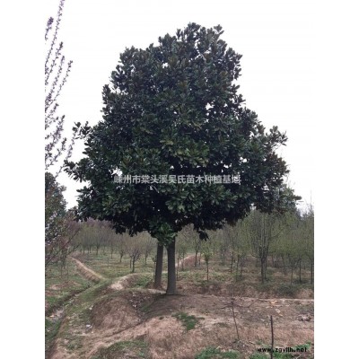 嵊州棠头溪早樱/早樱价格哪家便宜/2018年秋精品早樱价格