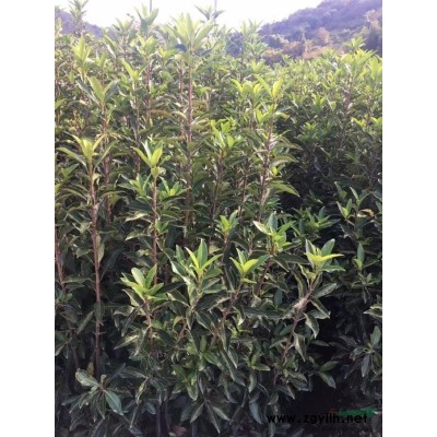 法国冬青（珊瑚树）