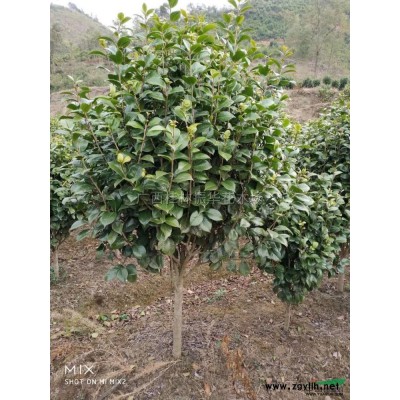 三角梅 高度五十冠六十