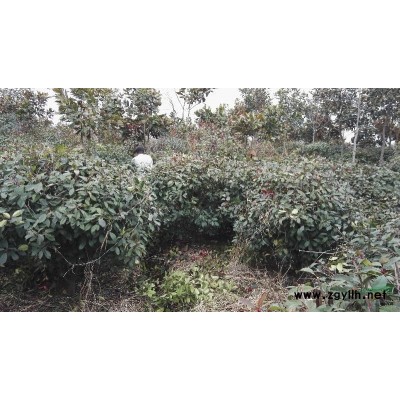 江苏省盱眙县鼎立苗木供应各规格独杆红叶石楠，石楠球4万株