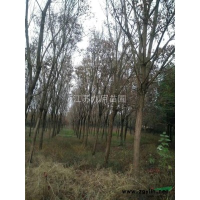 大量出售15-20公分重阳木