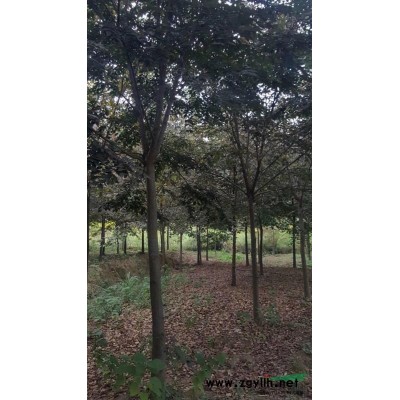 供应十公分以上举树，朴树，无患子ded