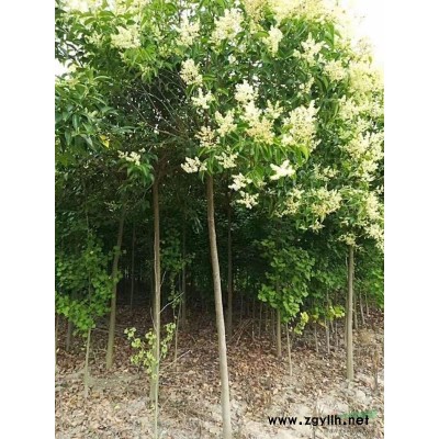 江苏盐城建湖开美公司供应胸径6-12公分高干女贞5000棵。