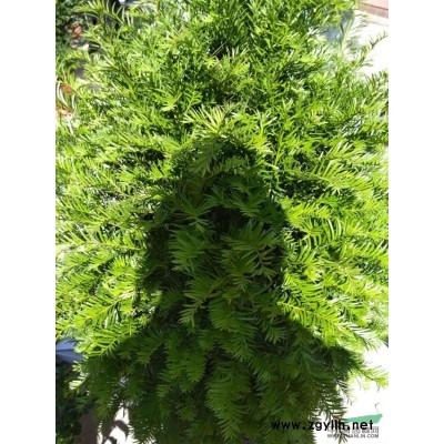 龙岩永福红豆杉20—30公分