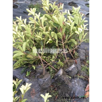 销售香樟