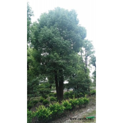 萧山 红叶石楠袋装苗行情报价\萧山 红叶石楠袋装苗图片展示