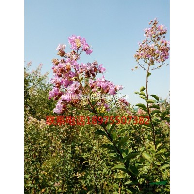 湖南郴州马尼拉草皮基地直供，大量出售马尼拉草坪，