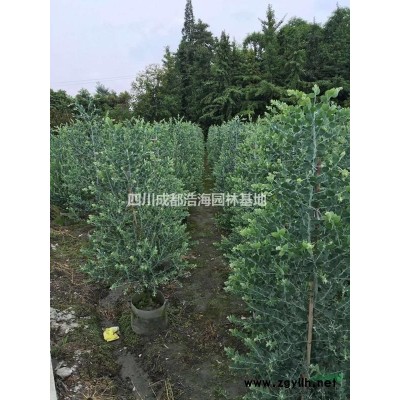 丛生紫薇 四川丛生紫薇 成都丛生紫薇  丛生紫薇基地