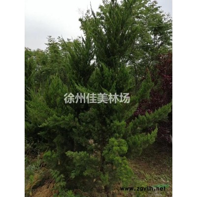 龙柏，黑松，丛生女贞，北海道黄杨，丛生朴树，女贞，黄金槐，碧