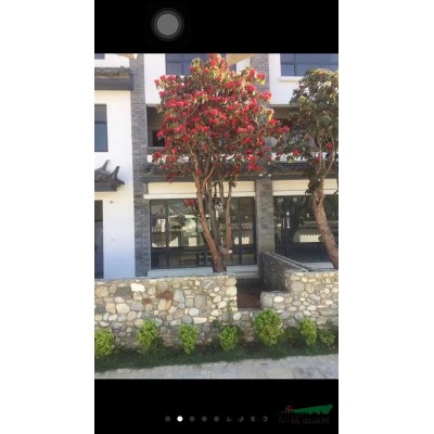 云贵地区供应4至20公分山木香