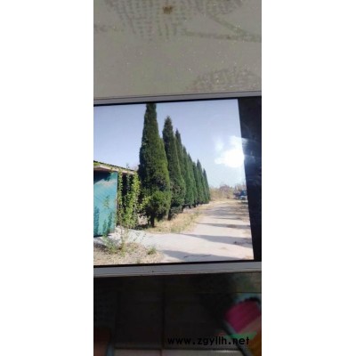 侩柏200棵低价出售