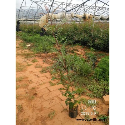 供应各规格清香木,绿化苗木.荒山苗木等