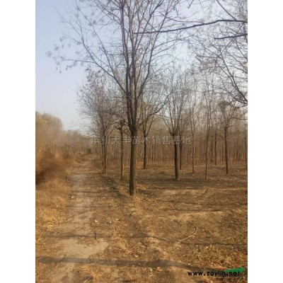 白蜡，国槐，榆树等。