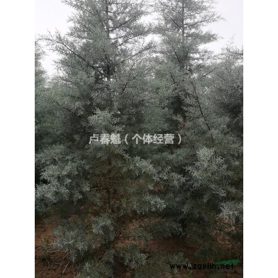 三米高，米径一米二的蓝冰柏数量约七千珠