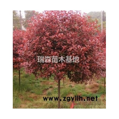 出售大量优质冬青苗木